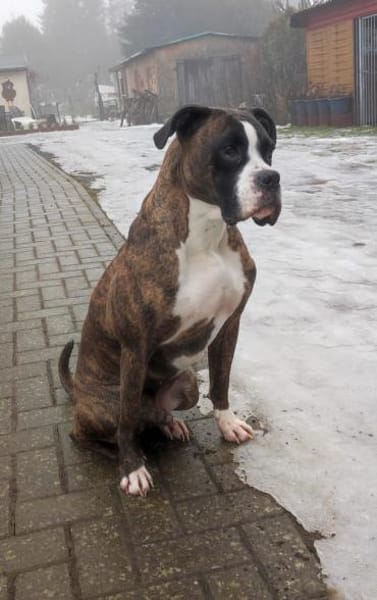 Günther - stattlicher, aktiver Boxerrüde