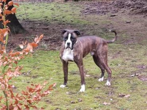 Günther - stattlicher, aktiver Boxerrüde