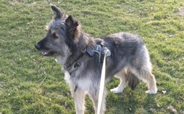 Zuhause gesucht für Dobby