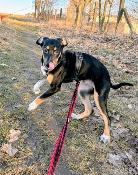 Hübscher Welpe Yoru 5 M. sucht Zuhause