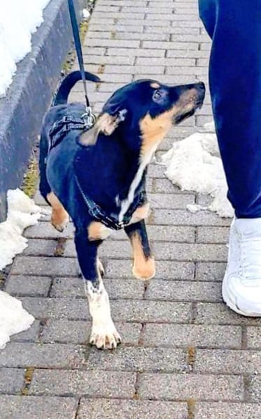 Hübscher Welpe Yoru 5 M. sucht Zuhause