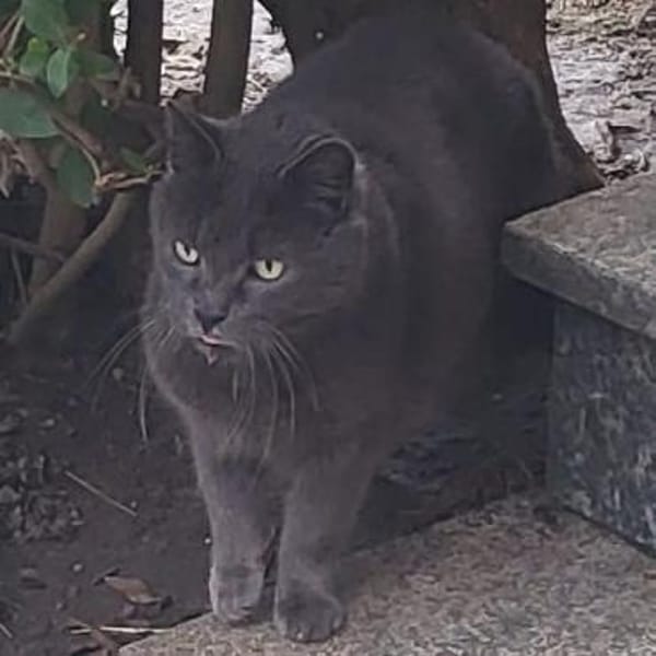 BLUE sucht sein Zuhause