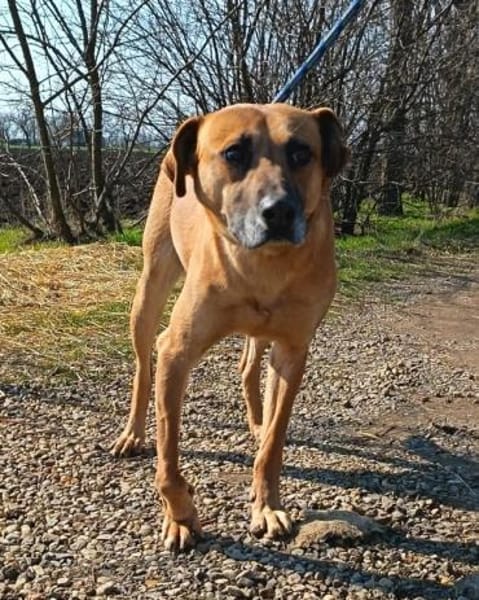 Notfall!! Pflegestelle gesucht