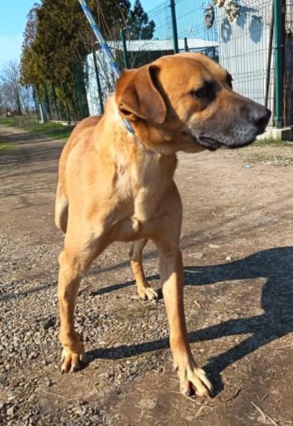 Notfall!! Pflegestelle gesucht