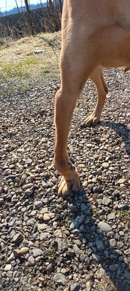 Notfall!! Pflegestelle gesucht