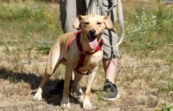 Princess- su. hundeerfahrene Menschen