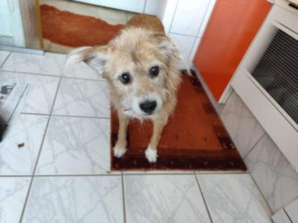 SOS für Omi Gala auf PS in 34277