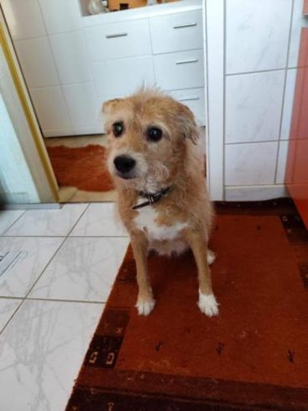 SOS für Omi Gala auf PS in 34277