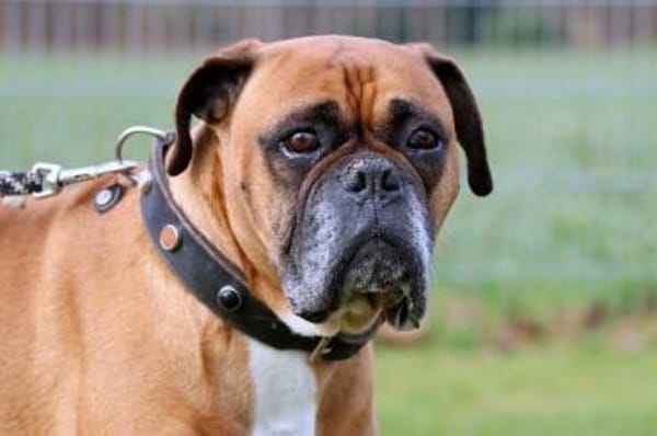 Liebes Boxerpärchen sucht Rentnerplatz