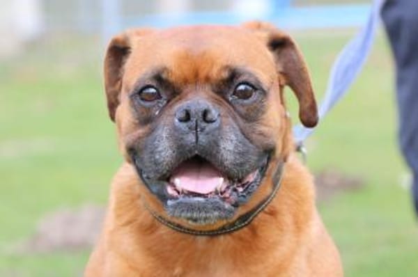 Liebes Boxerpärchen sucht Rentnerplatz