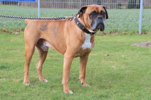 Liebes Boxerpärchen sucht Rentnerplatz