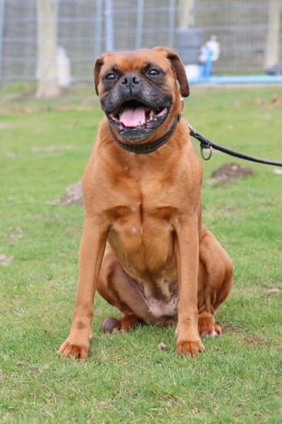 Liebes Boxerpärchen sucht Rentnerplatz