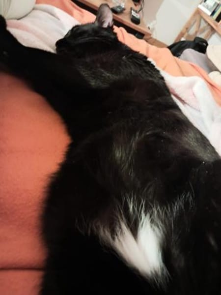 Noir aus dem Tierschutz