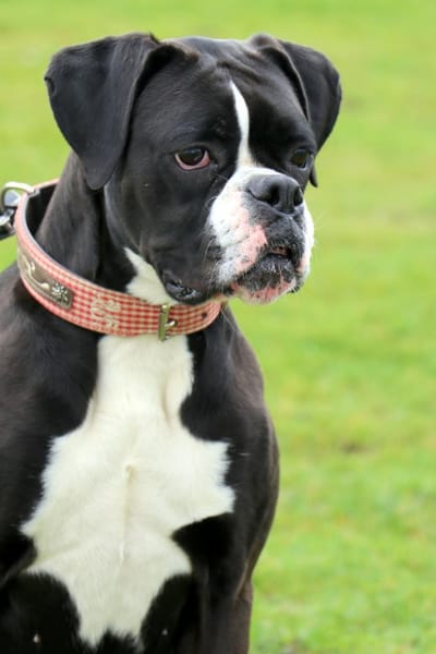 Süsses Boxermädchen Harley