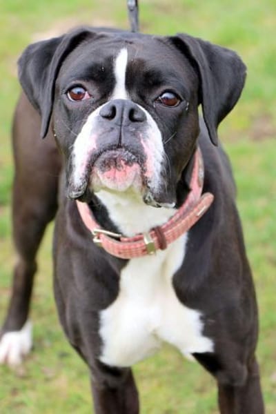 Süsses Boxermädchen Harley