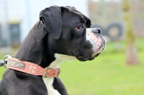 Süsses Boxermädchen Harley