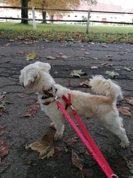 Biri - zur Pflege in Deutschland