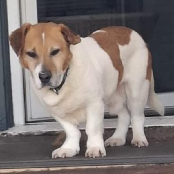 Gustl 🍀 wartet in 29614 Soltau