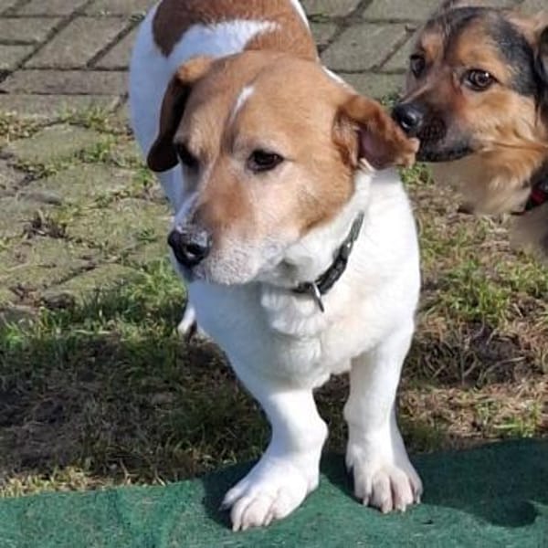 Gustl 🍀 wartet in 29614 Soltau