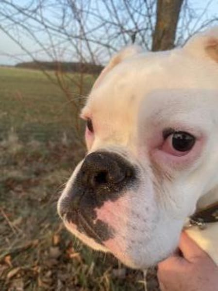 Süsser Boxerjunge will durchstarten