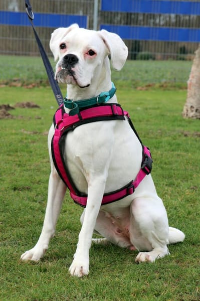 zuckersüsse Boxerhündin Lady