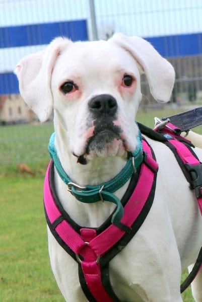 zuckersüsse Boxerhündin Lady