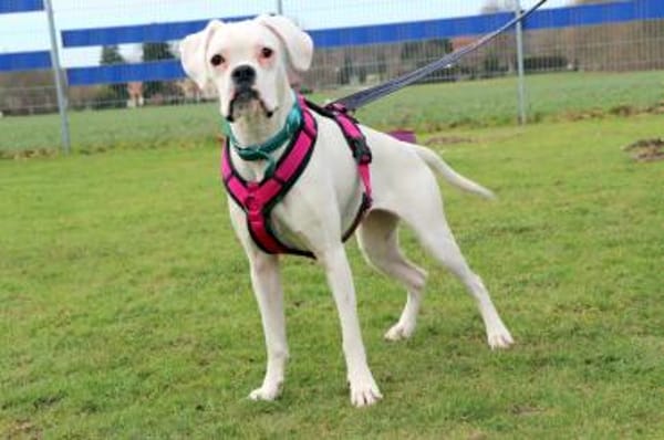 zuckersüsse Boxerhündin Lady