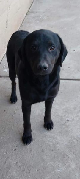 SANTOS - geb. ca. 02/2022 - ca.40cm/12kg