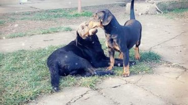 SANTOS - geb. ca. 02/2022 - ca.40cm/12kg