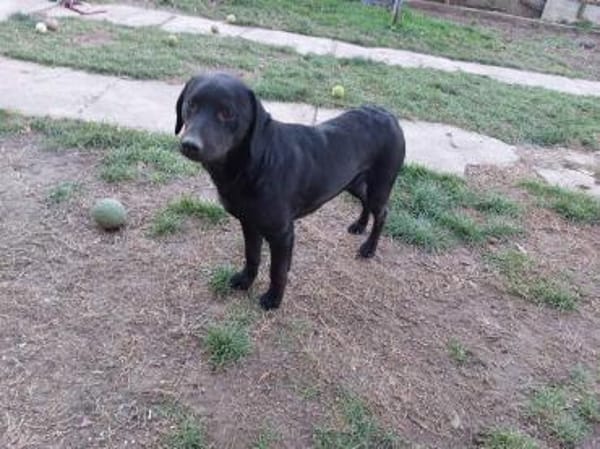 SANTOS - geb. ca. 02/2022 - ca.40cm/12kg