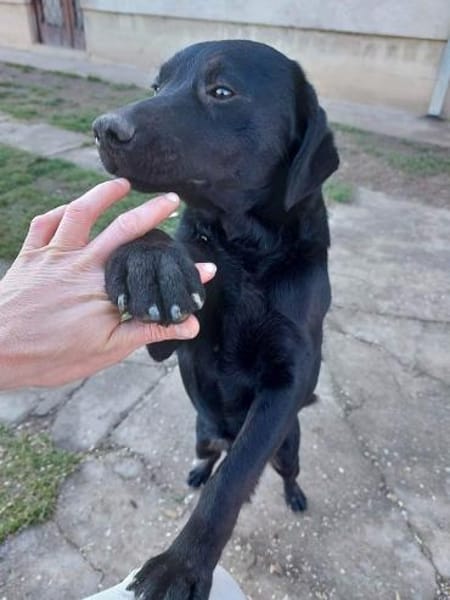 SANTOS - geb. ca. 02/2022 - ca.40cm/12kg