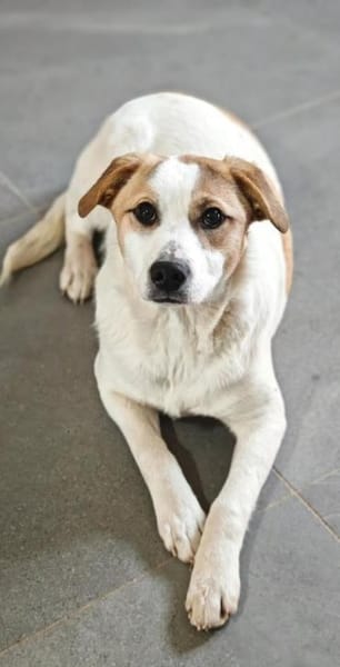 Hamlet sucht sein großes Glück 🐾