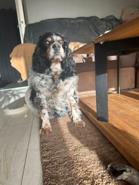 💕Fariba💕 sucht ihre Menschen💕