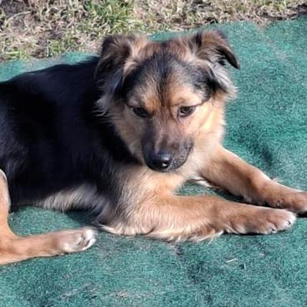 Findus ❤ wartet in 29614 Soltau