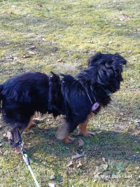 💙Bailey💙 sucht seine Menschen🐾💙