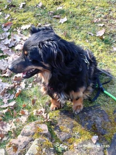 💙Bailey💙 sucht seine Menschen🐾💙