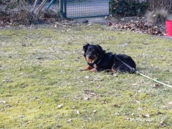 💙Bailey💙 sucht seine Menschen🐾💙