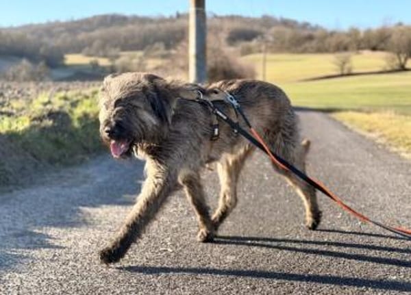 Liebenswerter Zottel Mushu sucht Zuhause