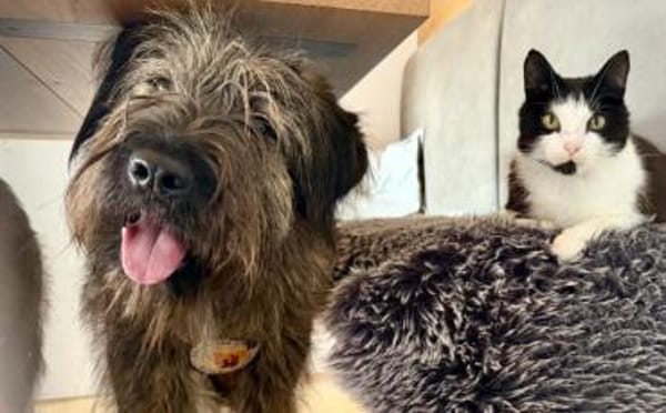 Liebenswerter Zottel Mushu sucht Zuhause