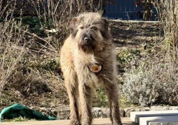 Liebenswerter Zottel Mushu sucht Zuhause