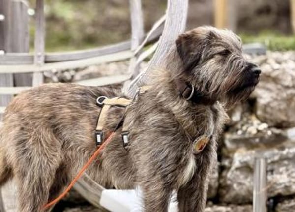 Liebenswerter Zottel Mushu sucht Zuhause