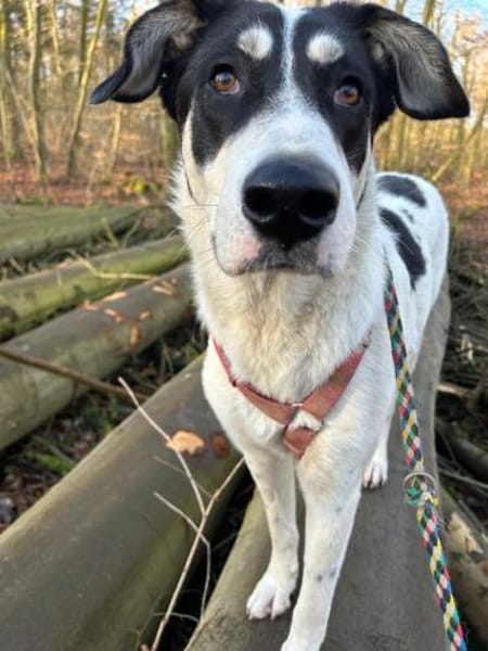 Aury, 12/2024, 33142 Büren-Wewelsburg