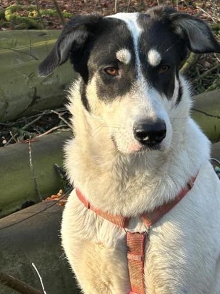 Aury, 12/2024, 33142 Büren-Wewelsburg