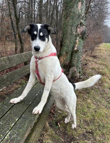 Aury, 12/2024, 33142 Büren-Wewelsburg