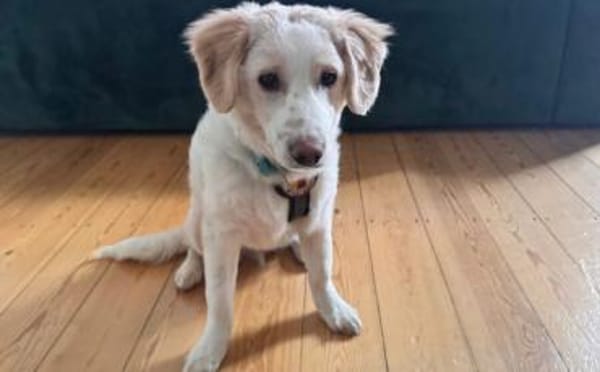 Mallow sucht seine Familie