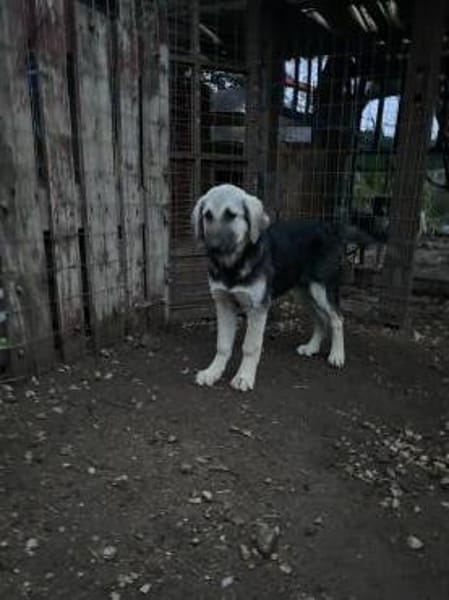 Zuhause gesucht für Suki