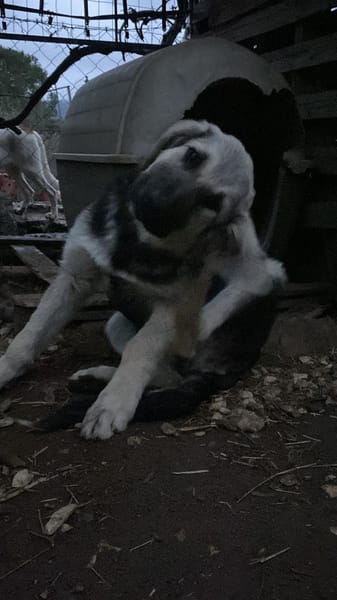 Zuhause gesucht für Suki