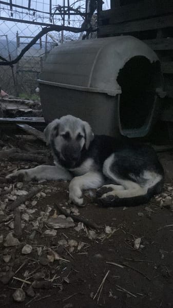 Zuhause gesucht für Suki