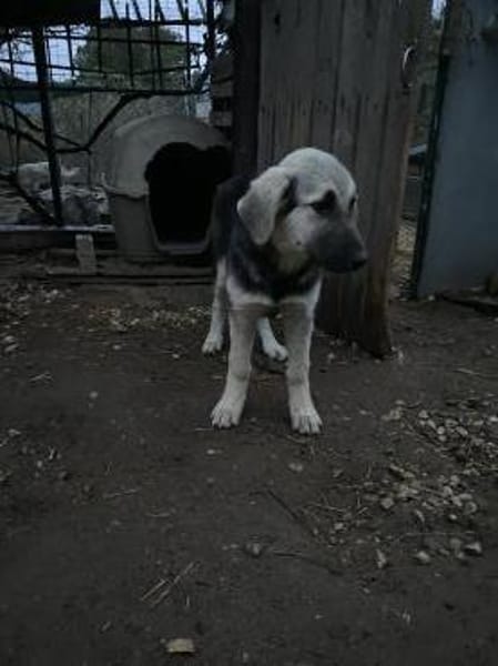 Zuhause gesucht für Suki