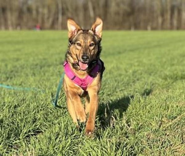 Sanfte Seele Jessy sucht ihre Familie